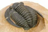 Diademaproetus Trilobite - Foum Zguid, Morocco #286564-3